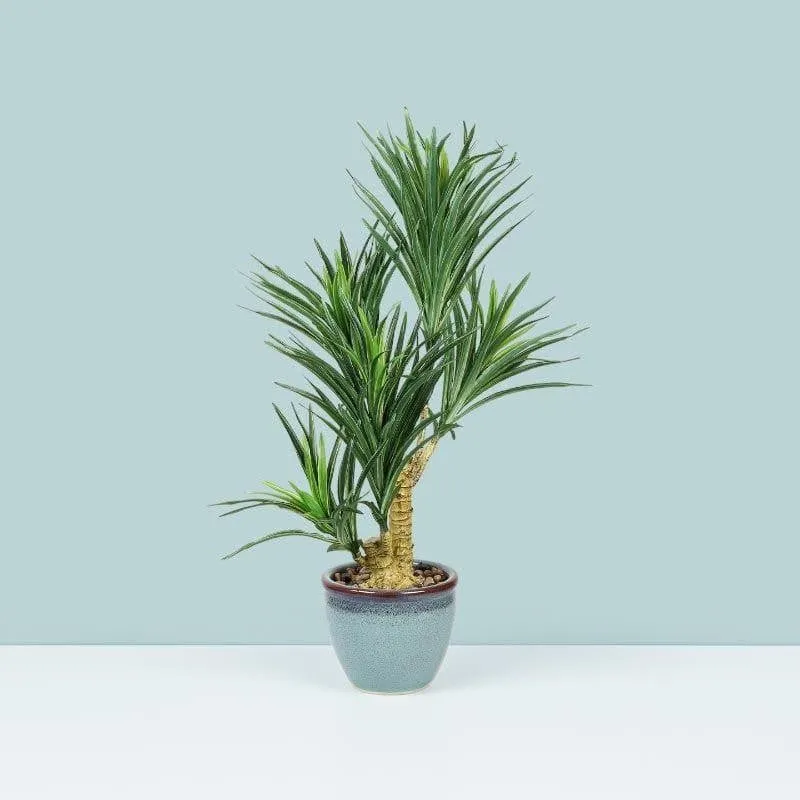 Faux Yucca Bonsai In Bowl Pot - 60 cms media 1