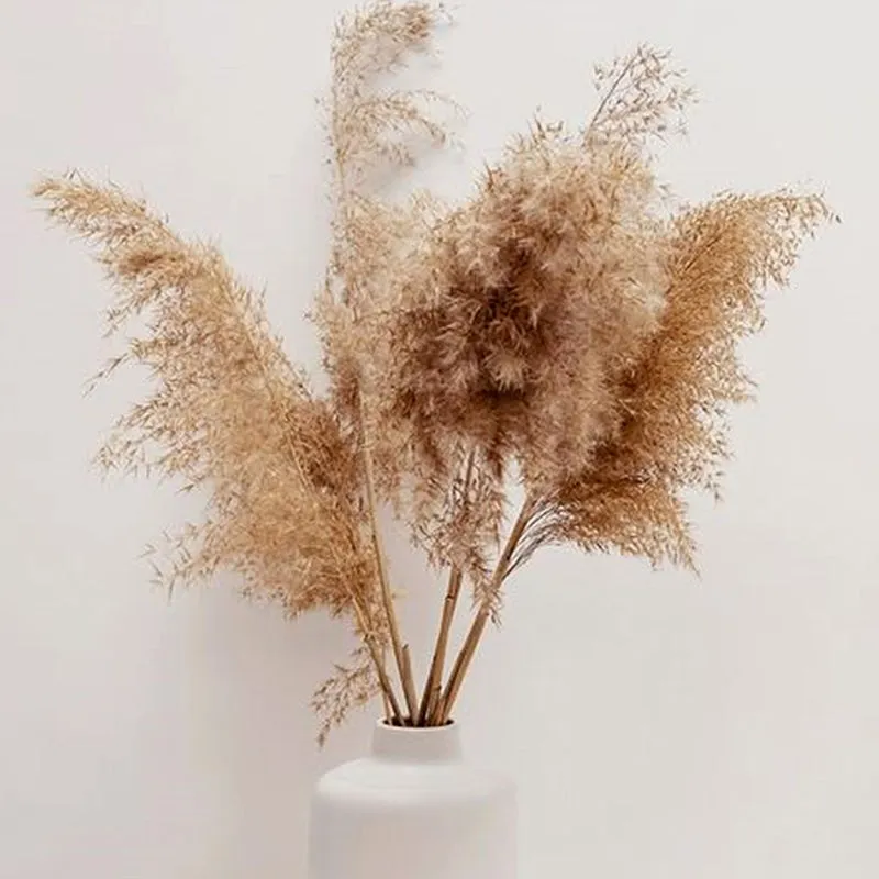 Wander Wisp Dried Pampas Stem (Brown) - Set Of Ten media 3