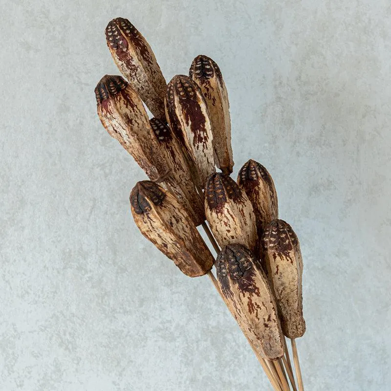 Naturally Dried Mehogany Stem - Set Of Ten media 3