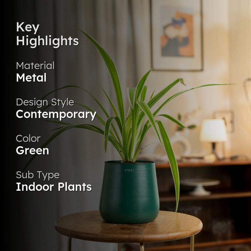 Kyari Spider Plant With Metal Self Watering Pot - Green media 2