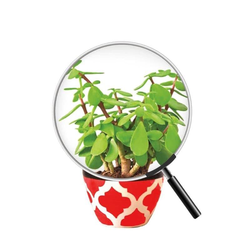 Ugaoo Good Luck Jade Plant With Apple Rose Ceramic Pot media 5
