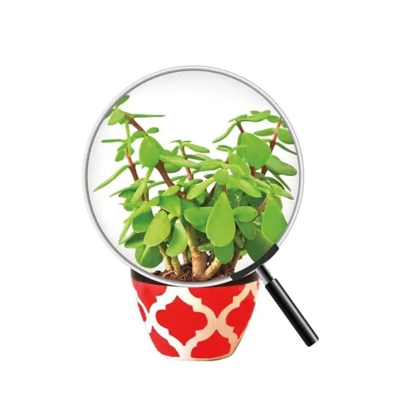 Ugaoo Good Luck Jade Plant With Apple Rose Ceramic Pot media 5