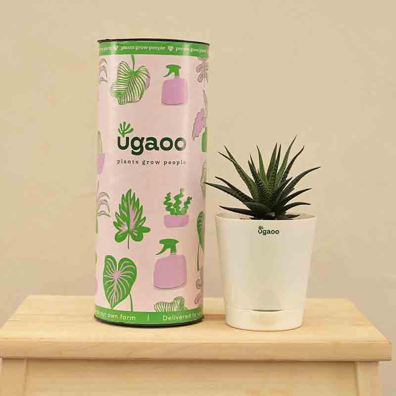 Ugaoo Zebra Haworthia Plant media 6