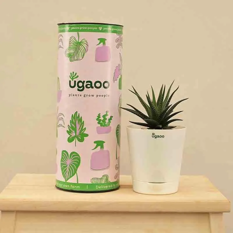 Ugaoo Zebra Haworthia Plant media 6