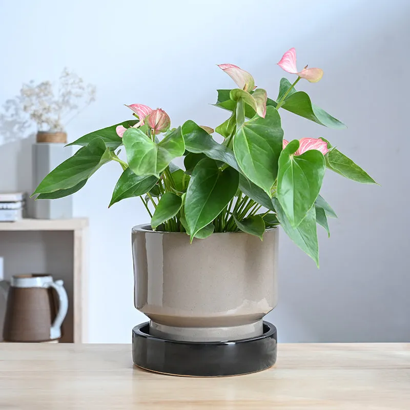 Ugaoo Pot-fection Ceramic Planter - Black media 3