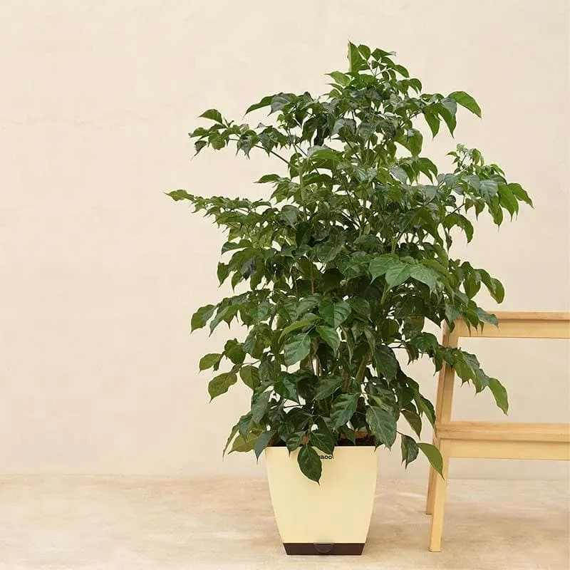 Ugaoo The China Doll Plant - 3.7 ft media 3
