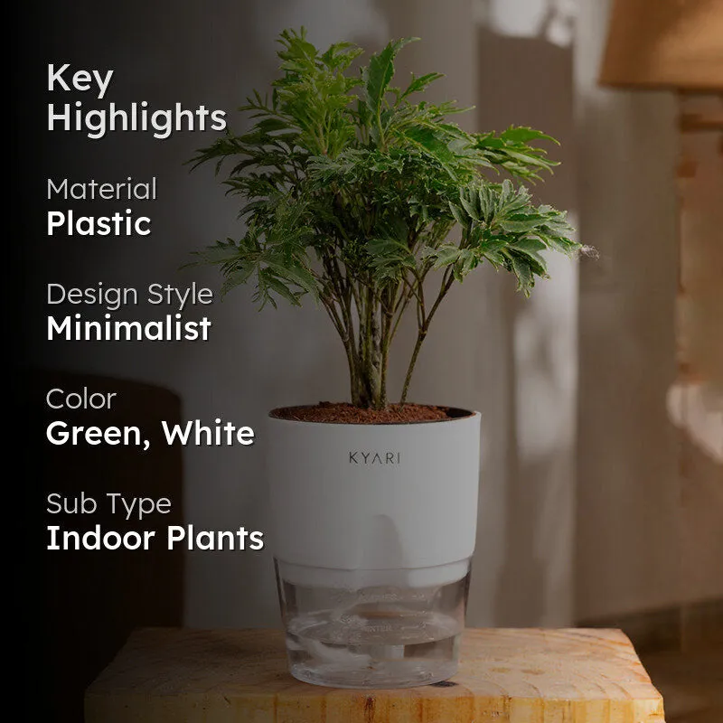 Kyari Aralia Plant With Self Watering Pot (White) - 18 cm media 2