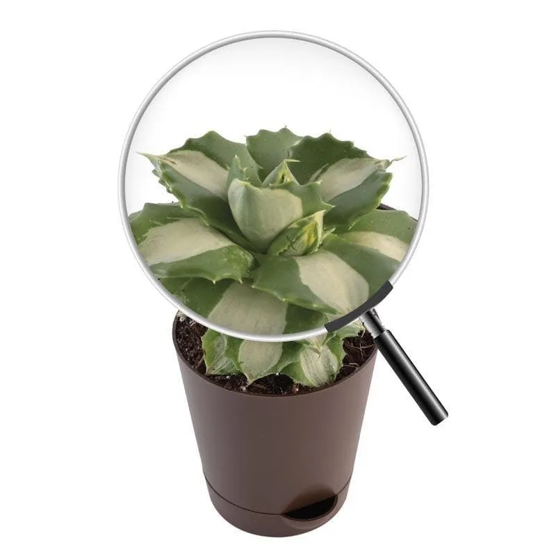 Ugaoo Agave Tropicana Plant media 6