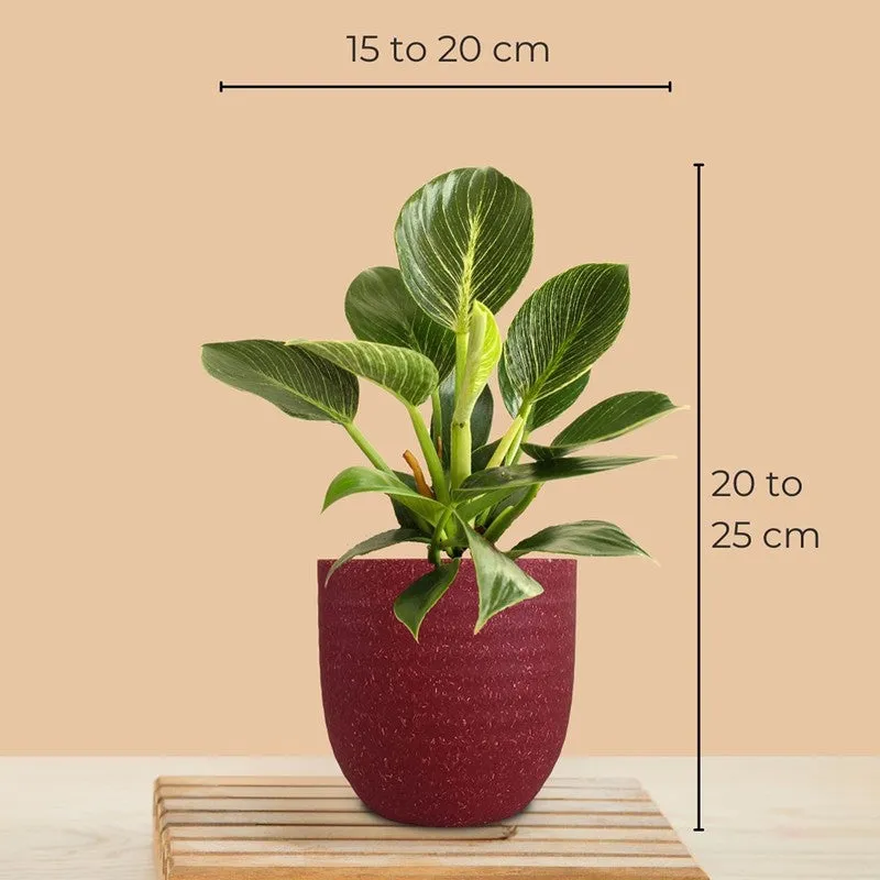 Greenkin ZZ & Birkin Live Plants (Red) - Set Of Two media 10