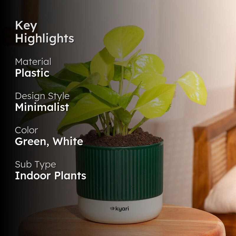 Kyari Golden Money Plant with Self Watering Pot - Green media 2