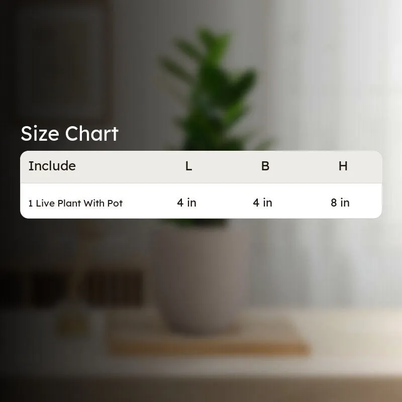 Greenkin Zamia ZZ Live Plant - Ivory media 10