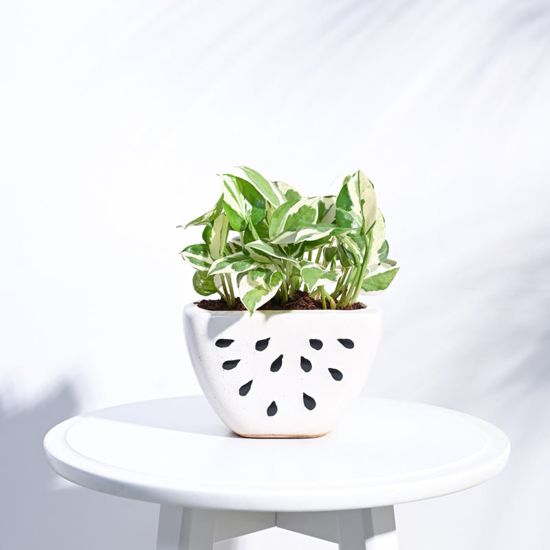 Ugaoo Watermelon Matte Finish White Ceramic Planter media 3