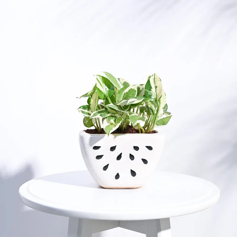 Ugaoo Watermelon Matte Finish White Ceramic Planter media 3