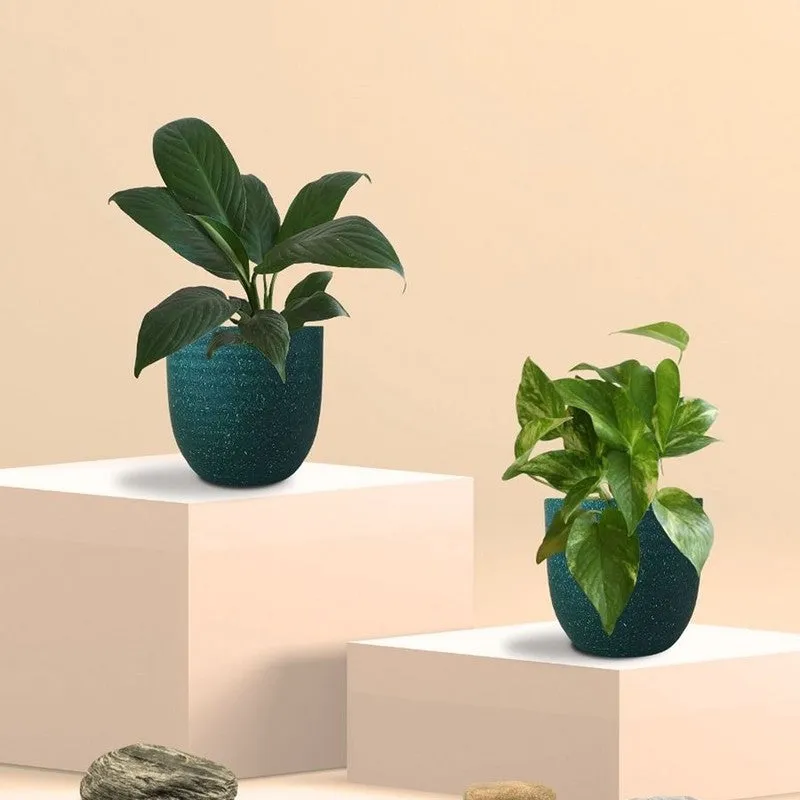Greenkin Lily & Gold King Live Plants (Green) - Set Of Two media 3
