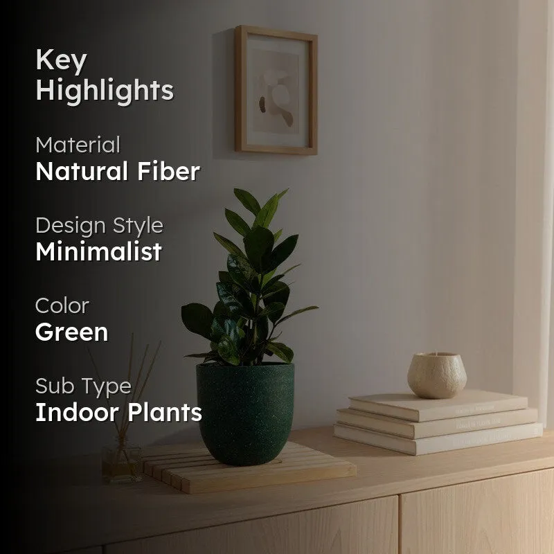 Greenkin Zamia ZZ Live Plant - Green media 2
