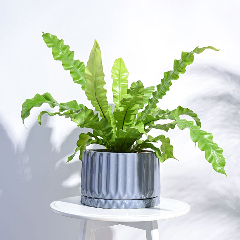 Ugaoo Stria Ceramic Planter - Grey media 3