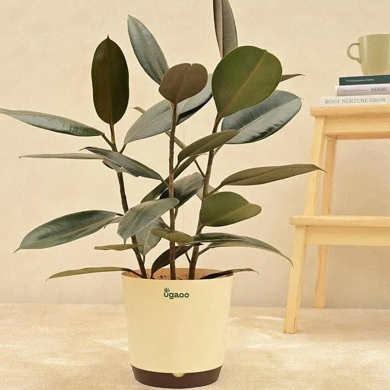 Ugaoo Air Purifying Rubber Plant With Self Watering Pot media 1