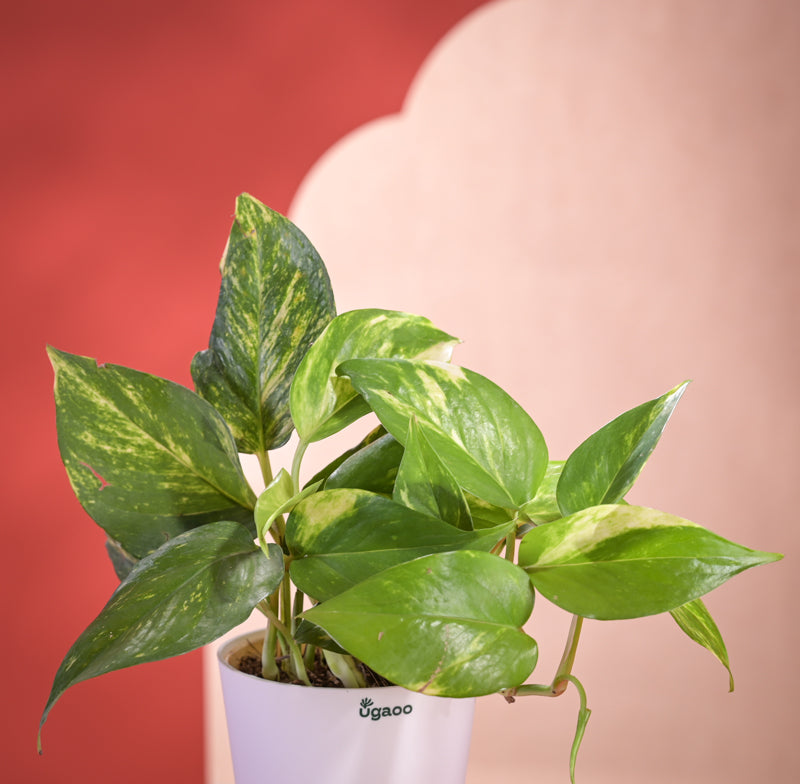 Money Plant With Self Watering Pot Diwali Gift media 3