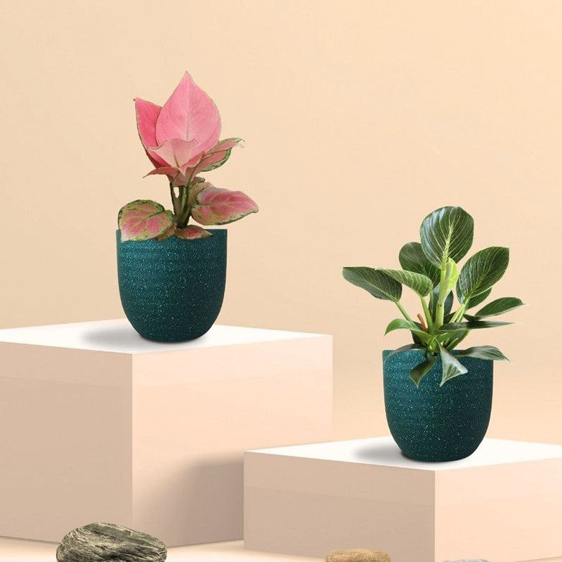 Greenkin Aglaonema & Birkin Live Plants (Green) - Set Of Two media 3