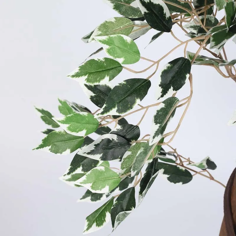 Verdiva Lush Variegated Ficus Plant With Black Fiber Pot - 5.9 Feet media 5
