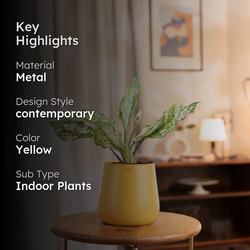 Kyari Aglaonema Snow White Plant With Metal Self Watering Pot - Yellow media 2