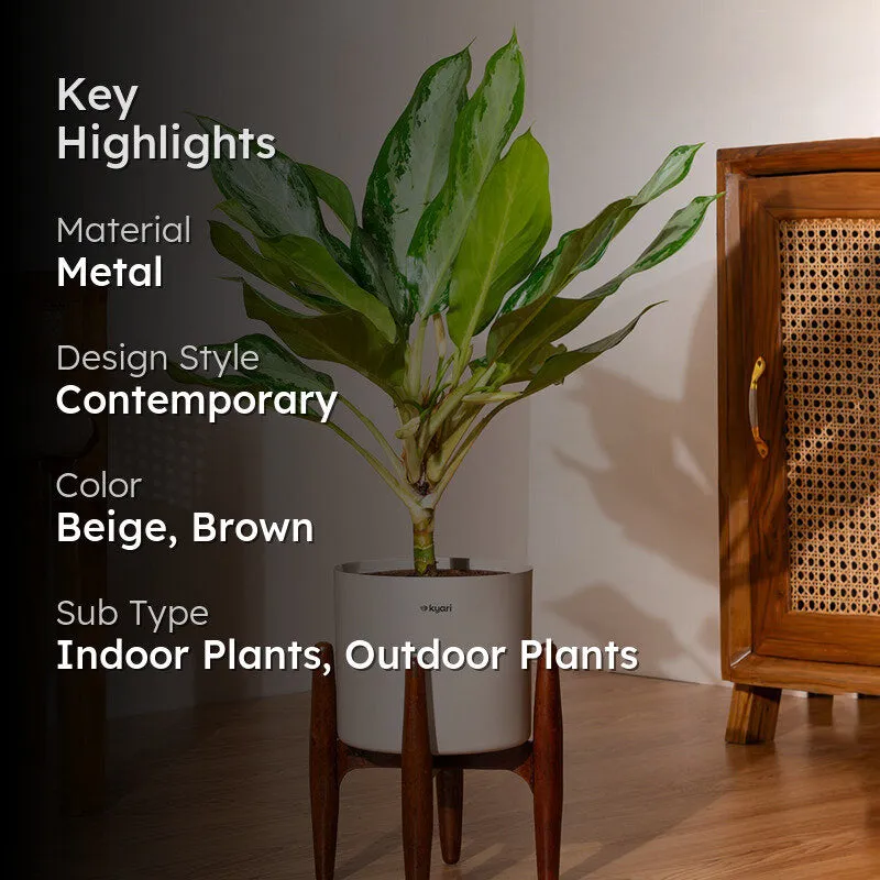 Kyari Aglonema Ice Plant With Metal Self Watering Pot (Beige) media 2