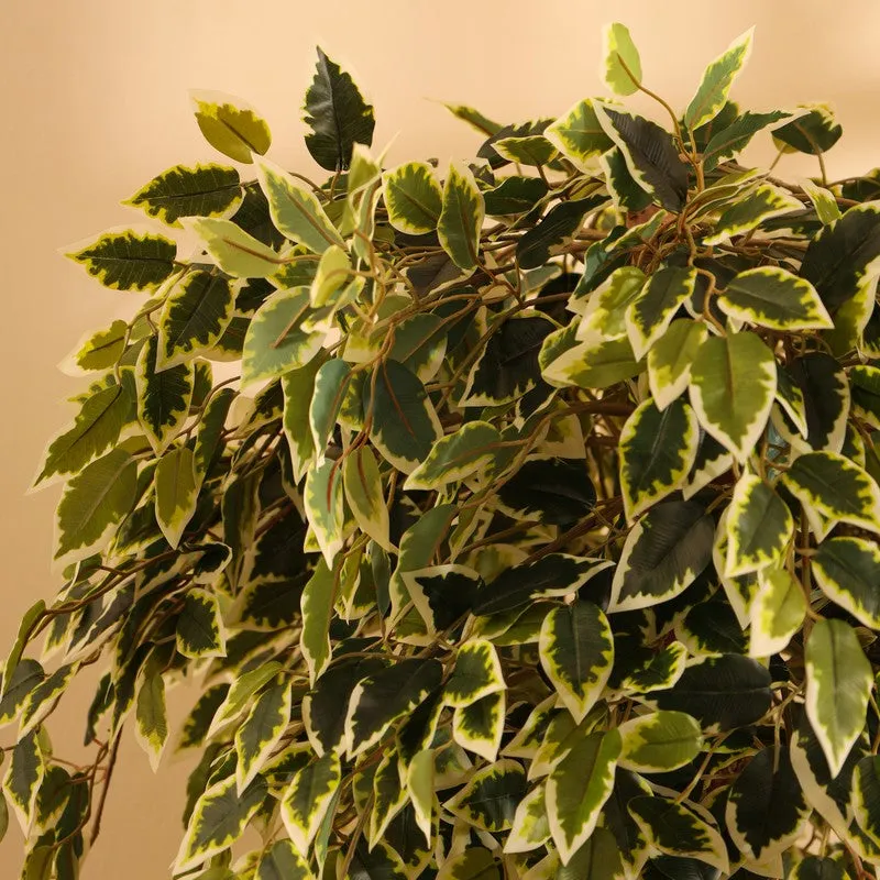 Artificial Variegated Ficus Bonsai With Black Plastic Pot 5.5 ft media 7