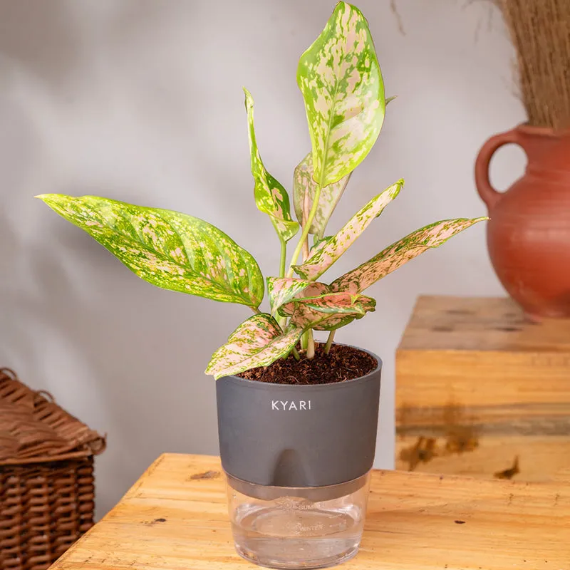 Kyari Agalonema Snow Plant With Self Watering Pot (Grey) - 18 cm media 3