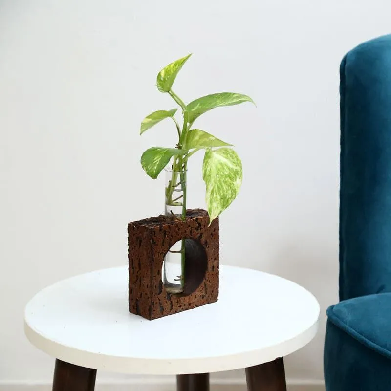 Ember Cork Testube Planter media 3