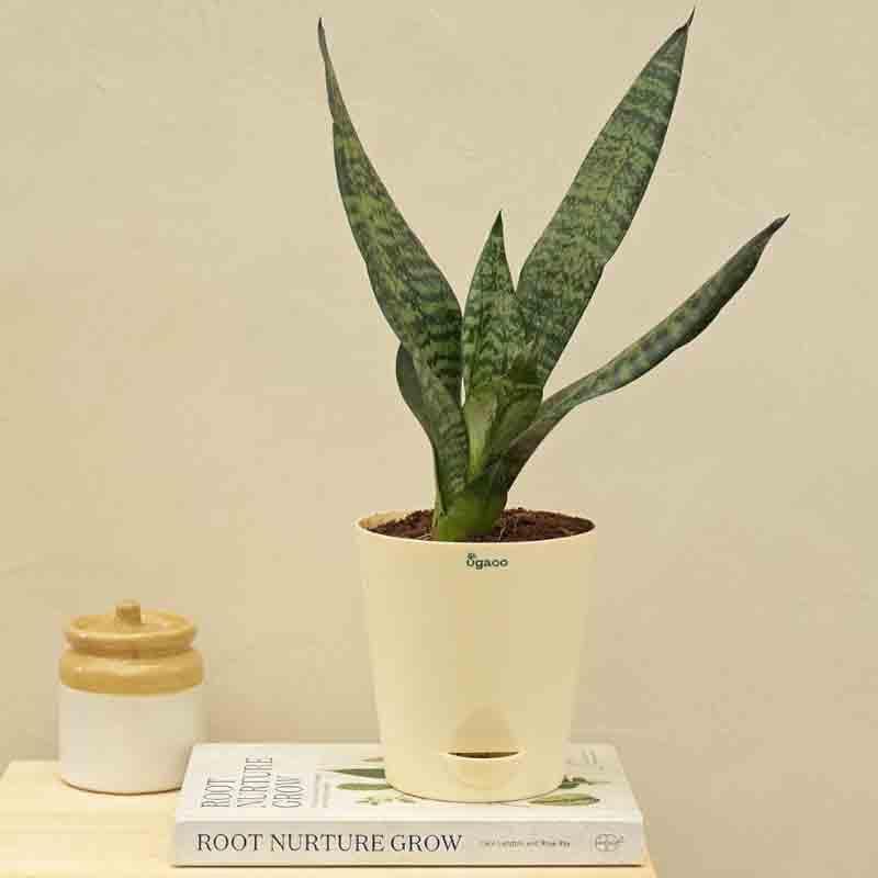 Ugaoo Sansevieria Superba Green - Snake Plant media 4
