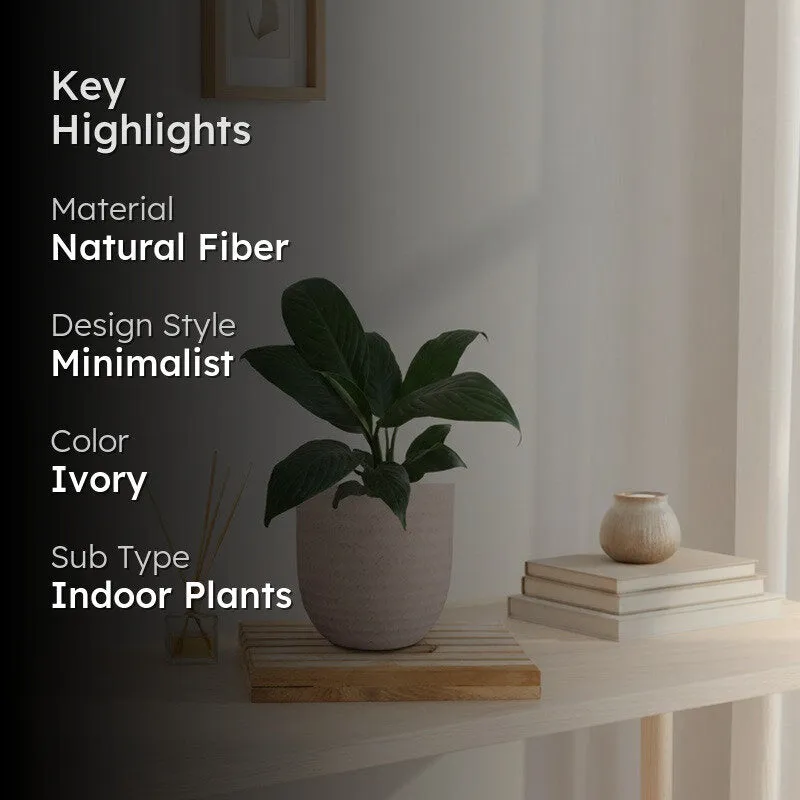 Greenkin Peace Lily Live Plant - Ivory media 2