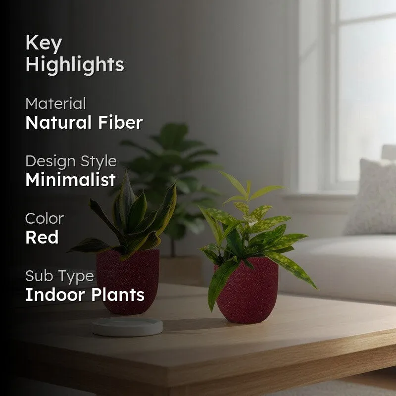 Greenkin Bamboo & Golden Snake Live Plants (Red) - Set Of Two media 2