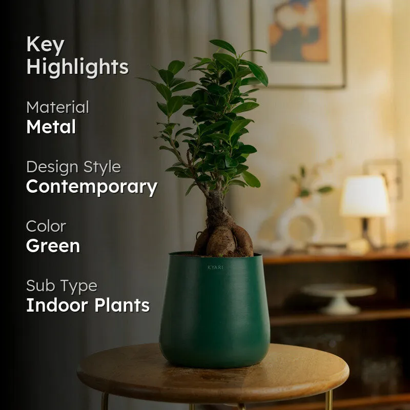 Kyari Ficus Microcarpa Bonsai With Metal Self Watering Pot - Green media 2