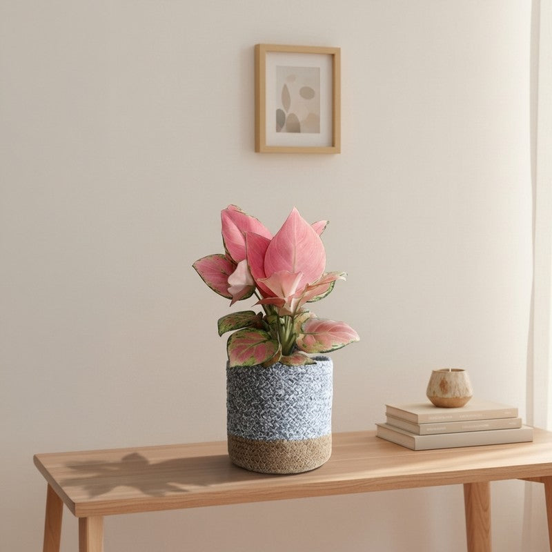 Greenkin Aglaonema Pink Live Plant with Jute Planter - Grey media 3
