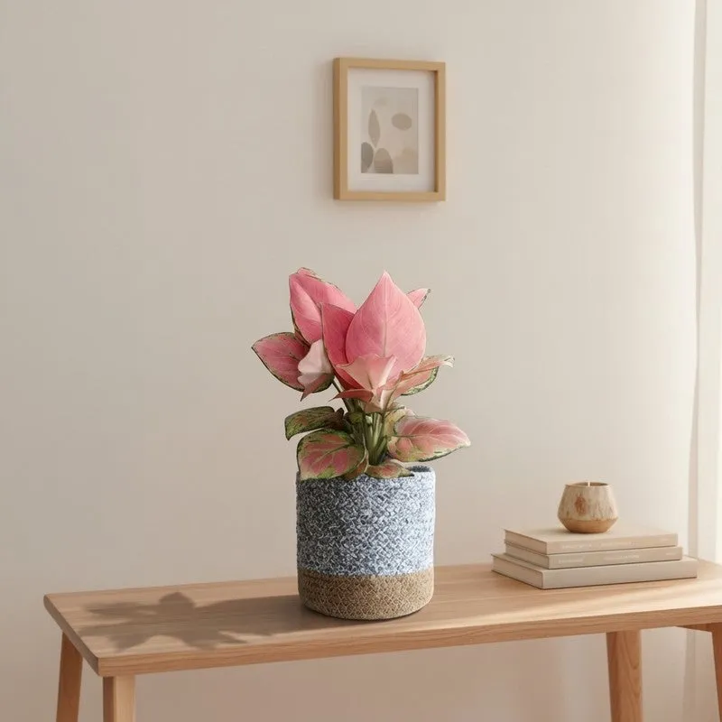 Greenkin Aglaonema Pink Live Plant with Jute Planter - Grey media 3