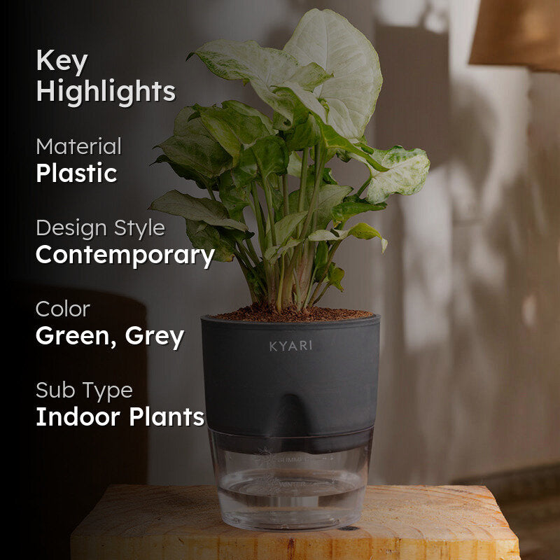 Kyari Syngonium Pixie Plant With Self Watering Pot (Grey) - 18 cm media 2