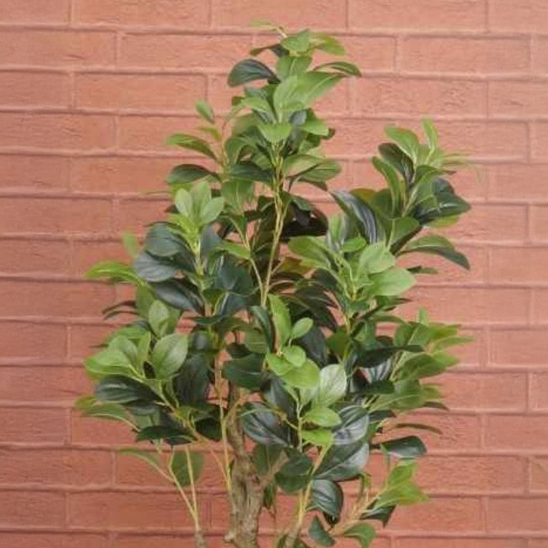 Artificial Peperomia Plant Without Pot - 4.9 Feet media 5