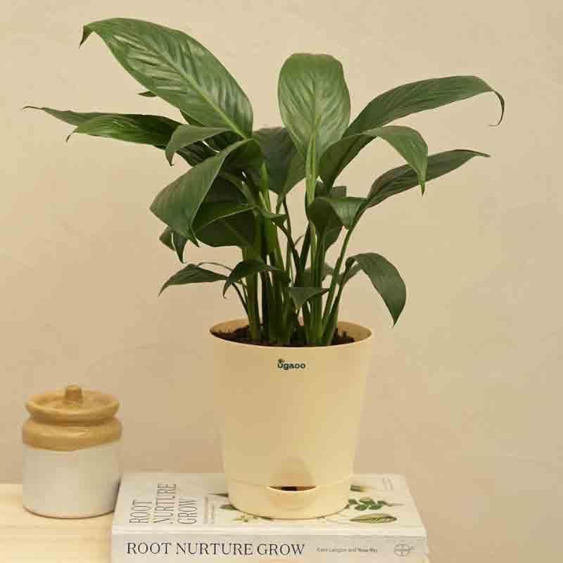 Ugaoo Peace Lily Plant - 20cm media 4