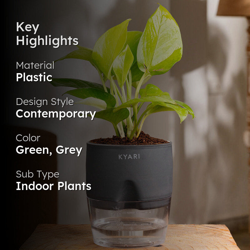 Kyari Golden Pothos With Self Watering Pot (Grey) - 18 cm media 2