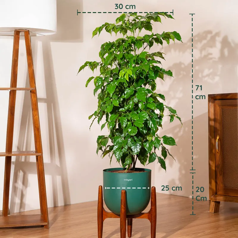 Kyari China Doll Plant With Metal Self Watering Pot (Green) - 3 Feet media 5