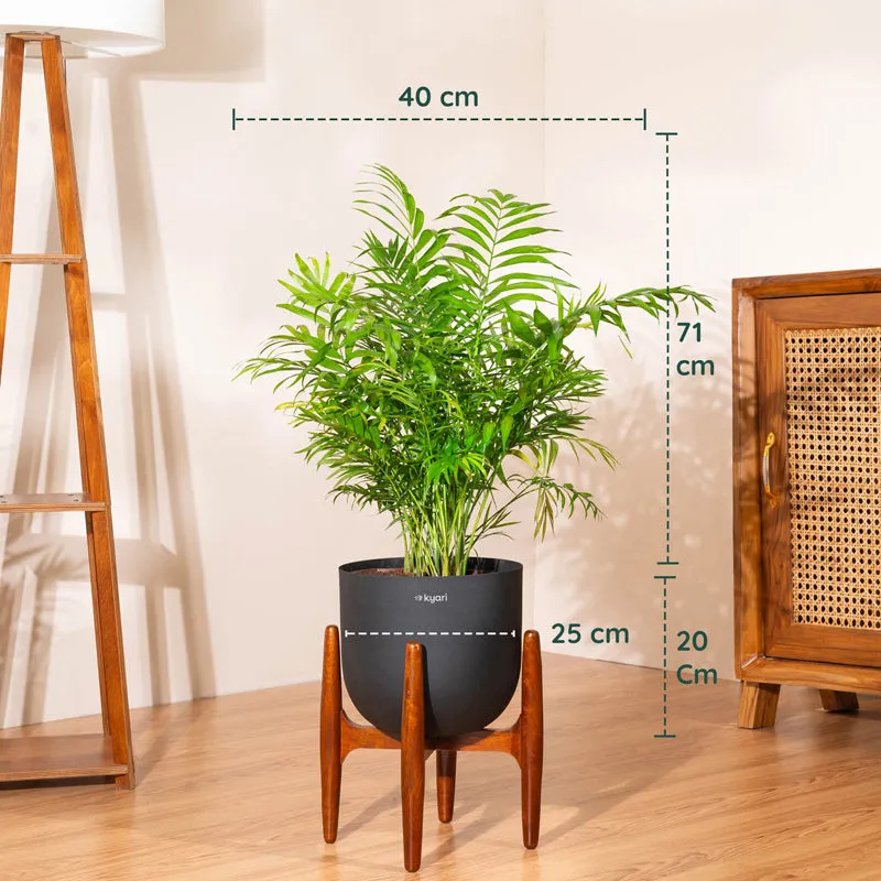 Kyari Areca Palm With Metal Self Watering Pot (Black) - 3 Feet media 5