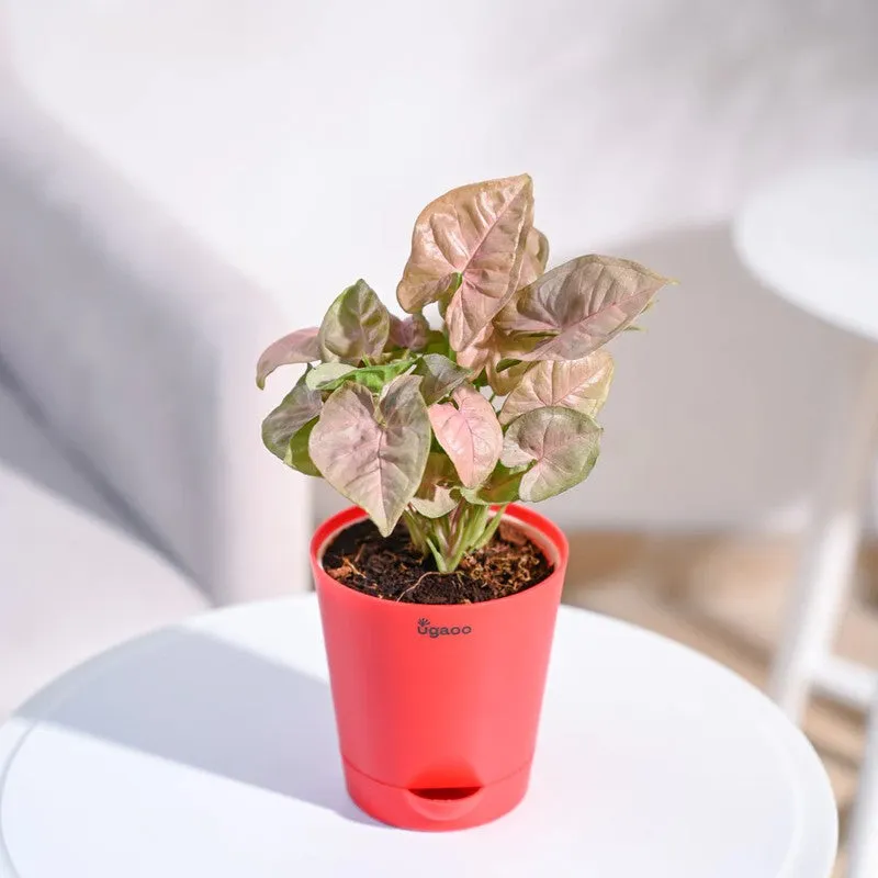 Ugaoo Syngonium Pink Plant media 8