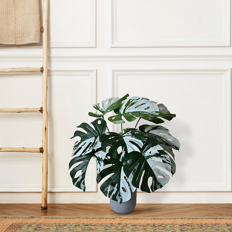Faux Everlasting Albo Monstera Plant With Black Plastic Pot - 61 cm (2 ft) media 3