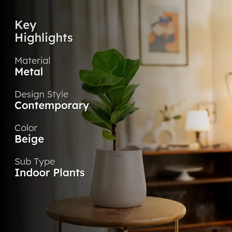 Kyari Fiddle Fig Plant With Metal Self Watering Pot - Beige media 2
