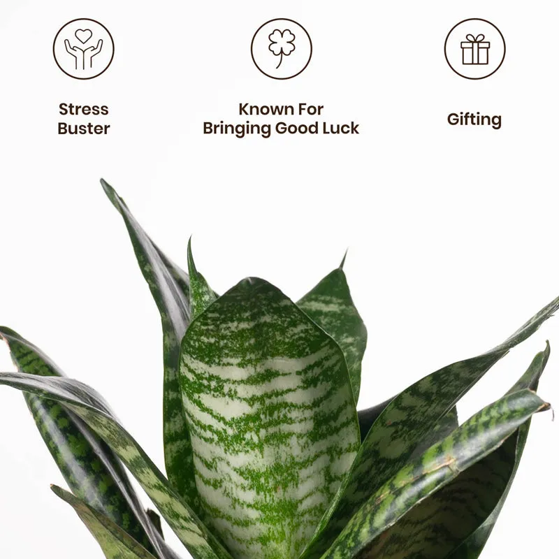 Kyari Snake Plant With Metal Self Watering Pot - Green media 4
