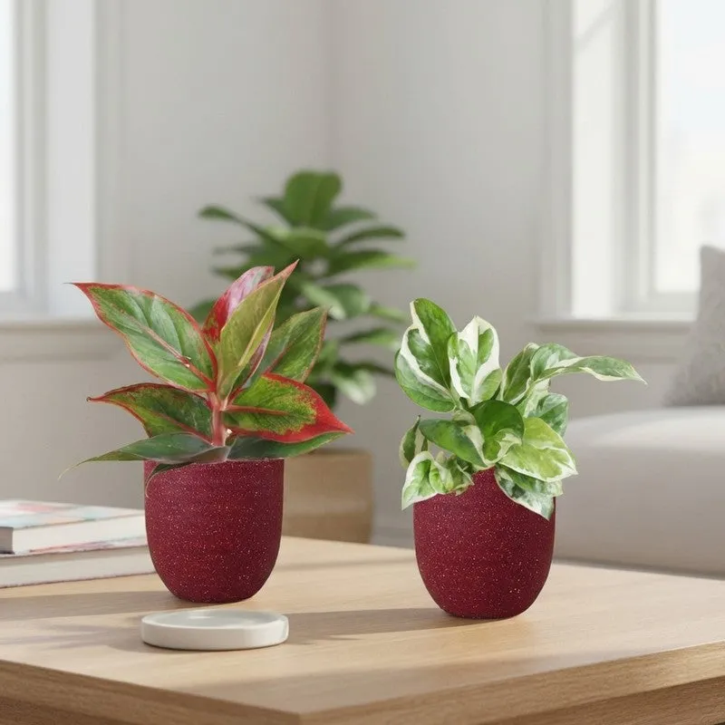 Greenkin Aglaonema Lipstick & Njoy Live Plants (Red) - Set Of Two media 1