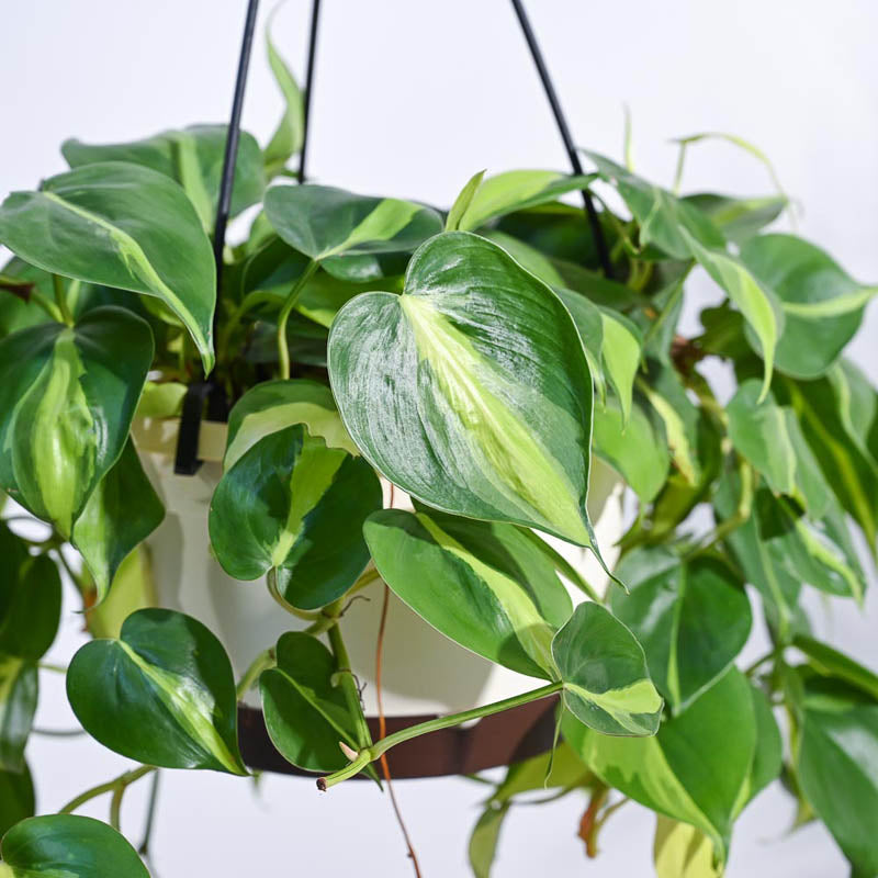 Ugaoo Philodendron Oxycardium Brasil With Hanging Pot media 5