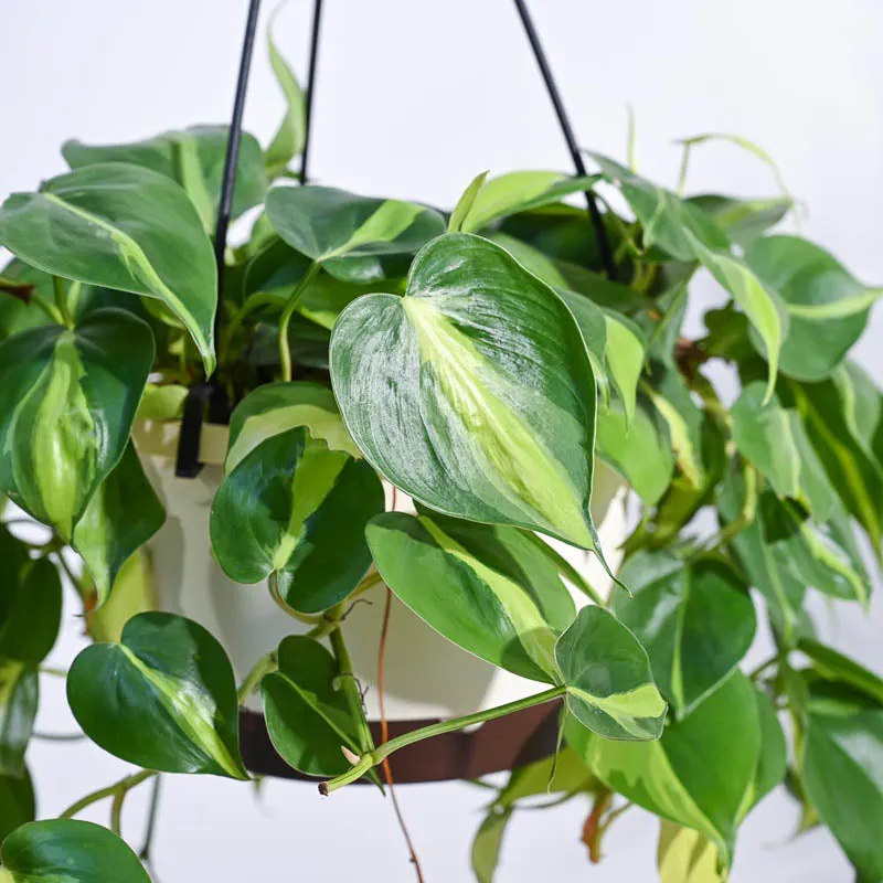 Ugaoo Philodendron Oxycardium Brasil With Hanging Pot media 5