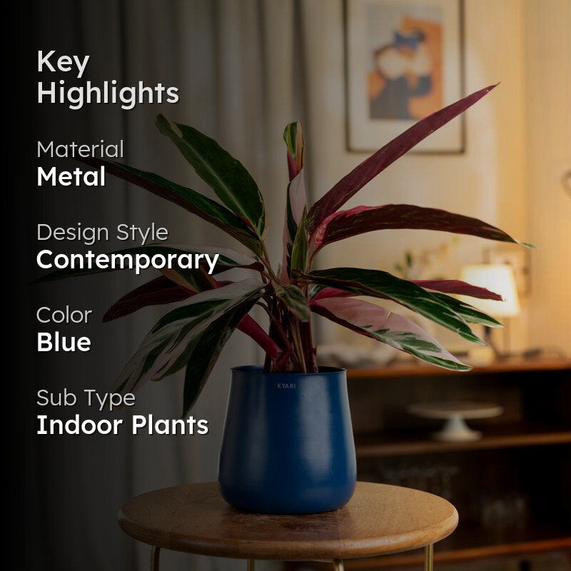 Kyari Calathea Triostar With Metal Self Watering Pot - Blue media 2
