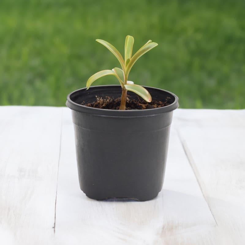 Ugaoo Garden Black Plastic Pot (15.4 CM) - Set Of Three media 3